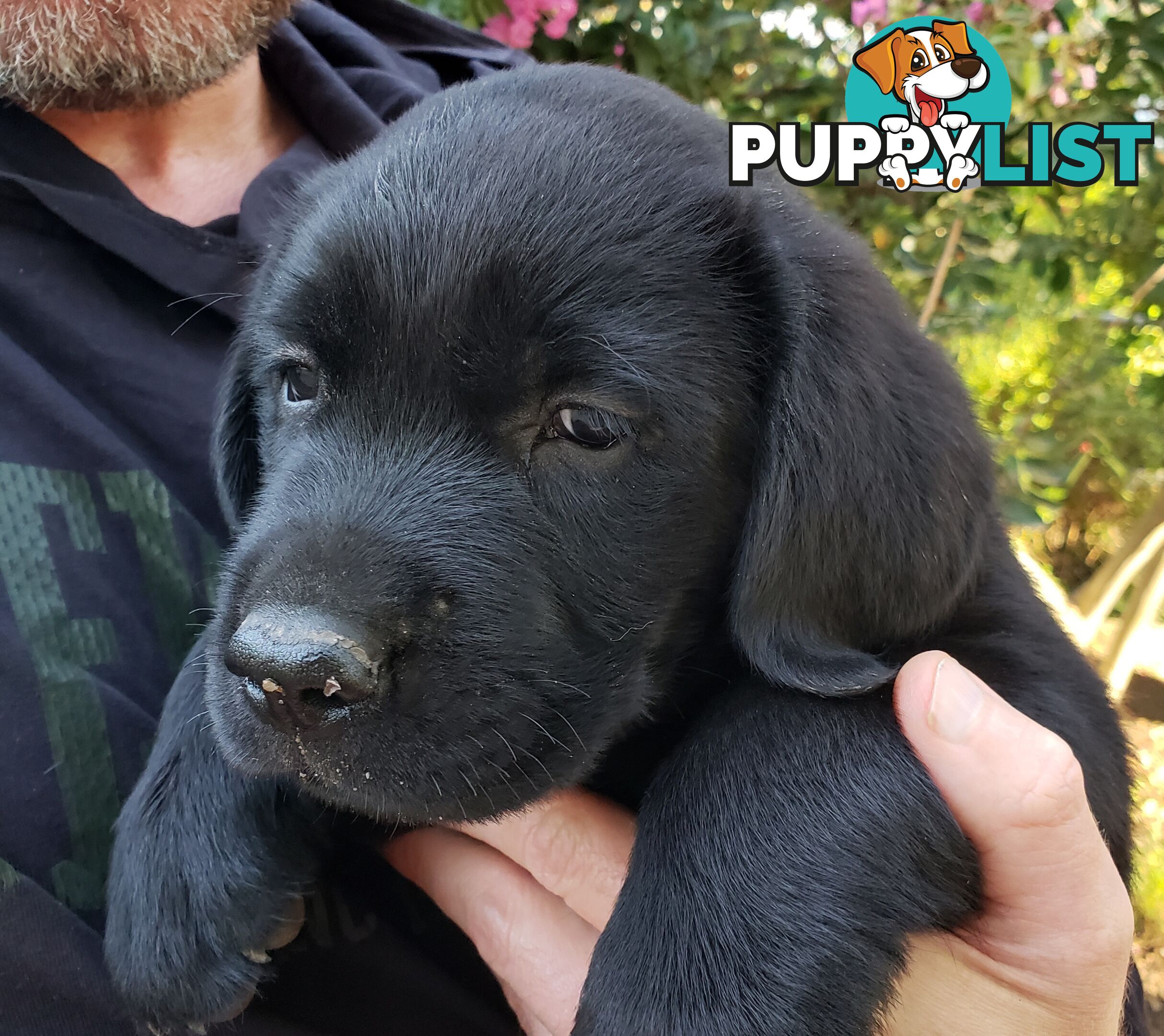 Purebred Labrador Retriever Puppies