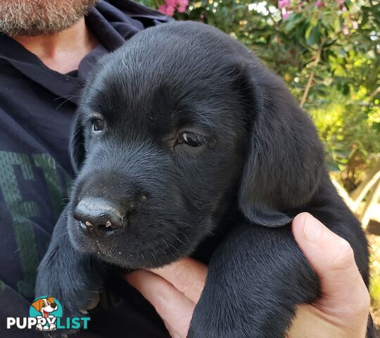 Purebred Labrador Retriever Puppies