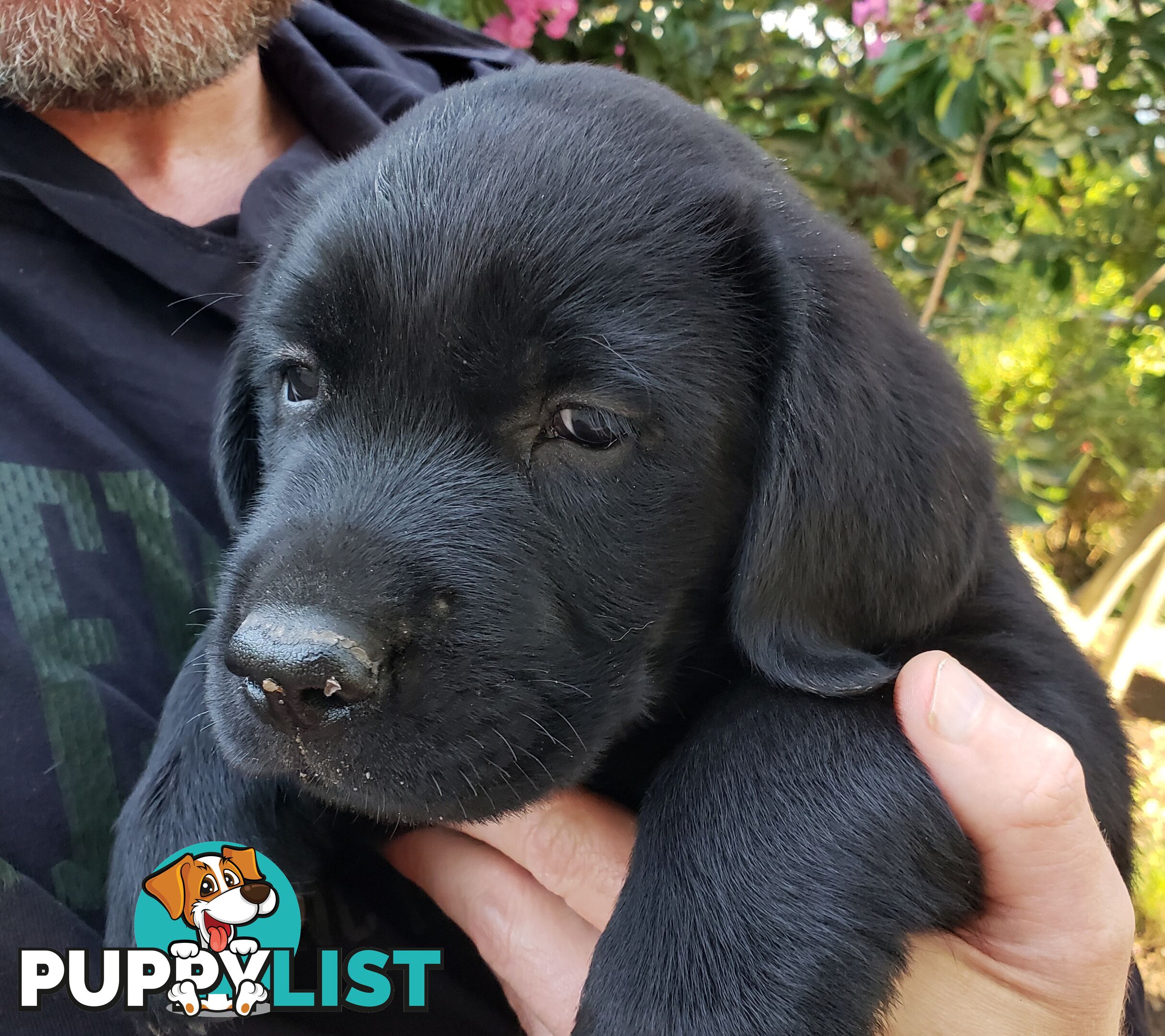 Purebred Labrador Retriever Puppies