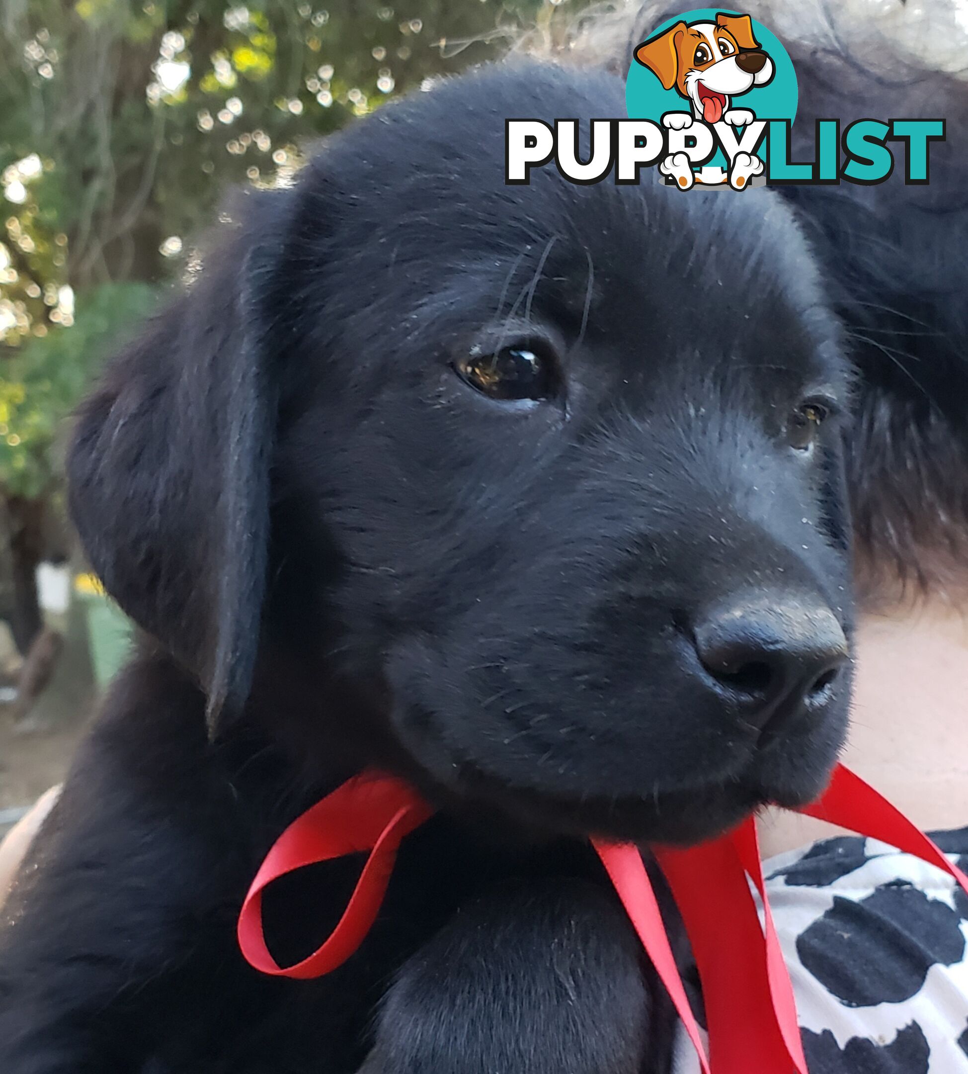 Purebred Labrador Retriever Puppies