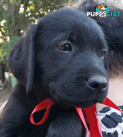 Purebred Labrador Retriever Puppies