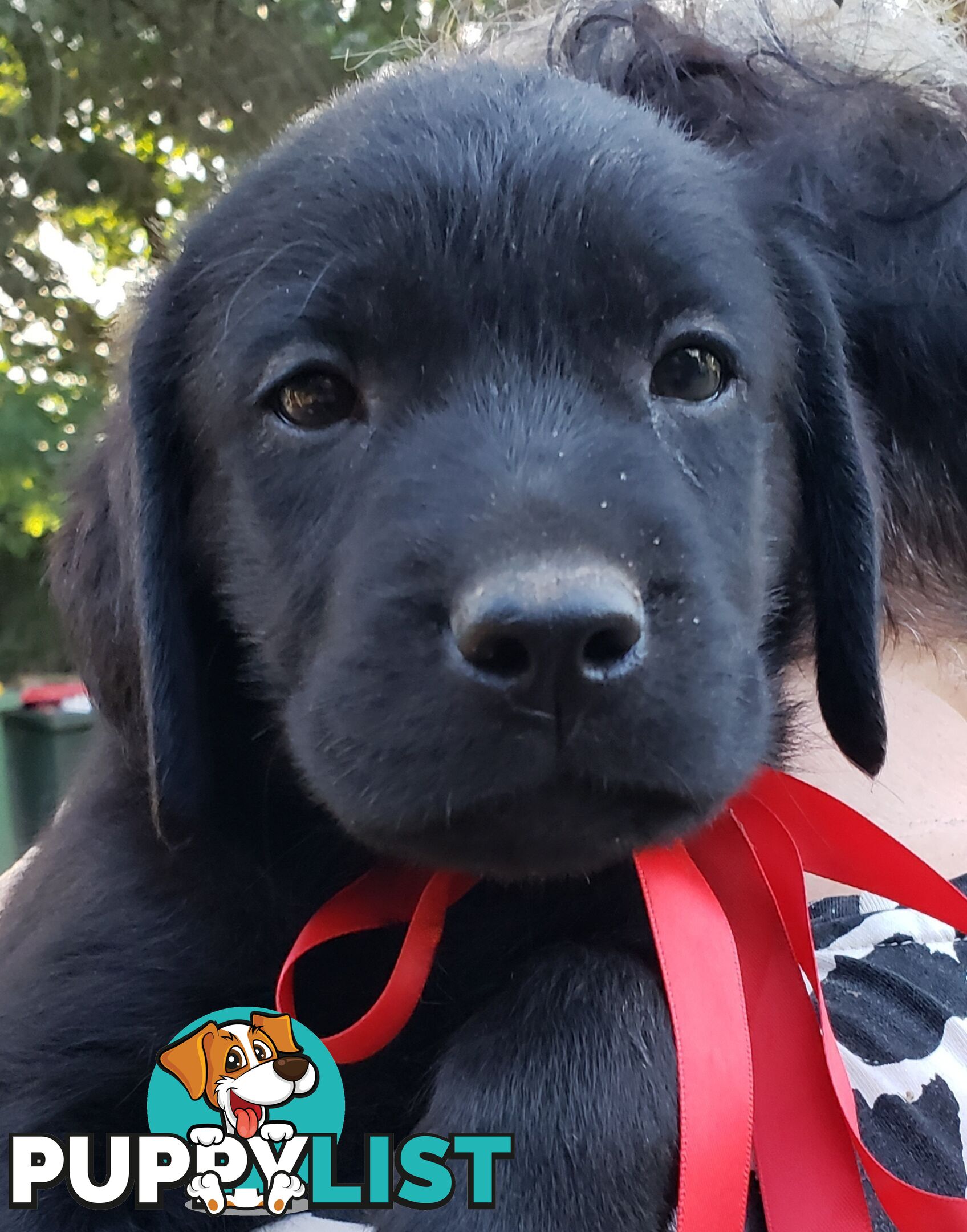 Purebred Labrador Retriever Puppies