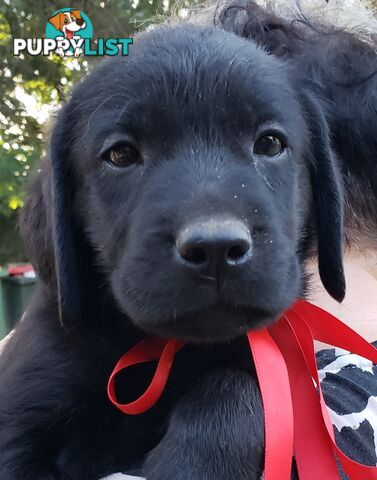 Purebred Labrador Retriever Puppies