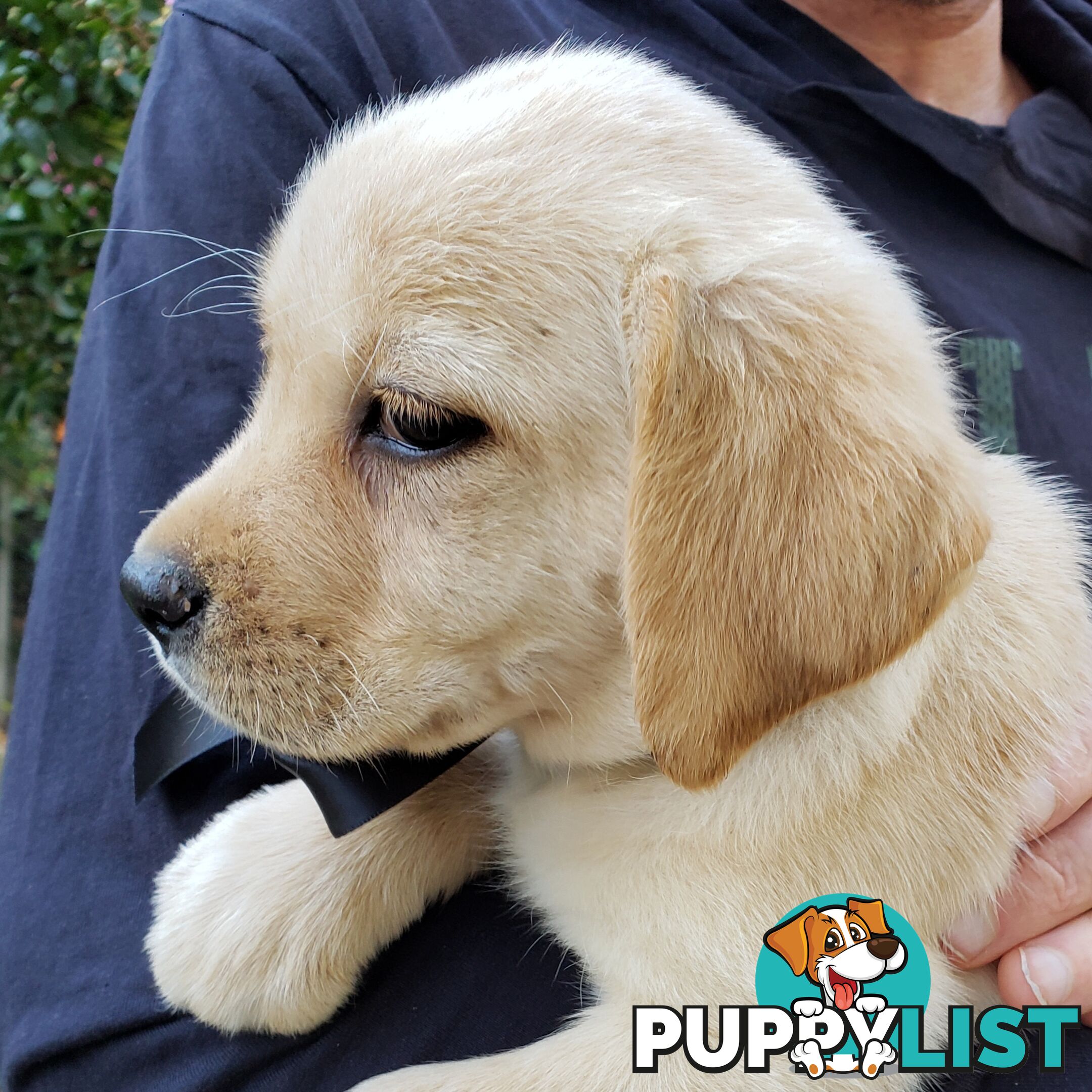 Purebred Labrador Retriever Puppies