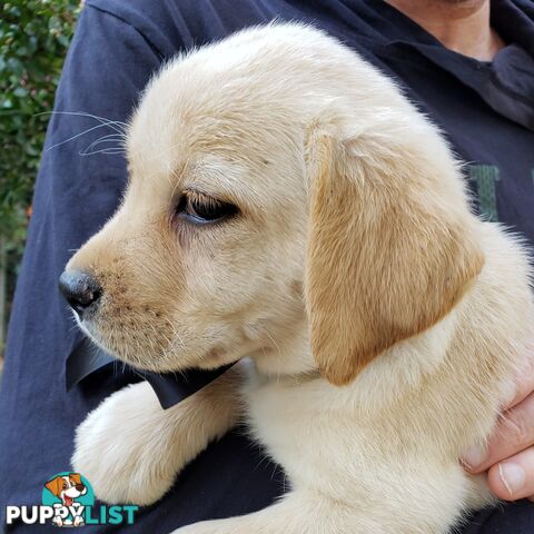 Purebred Labrador Retriever Puppies