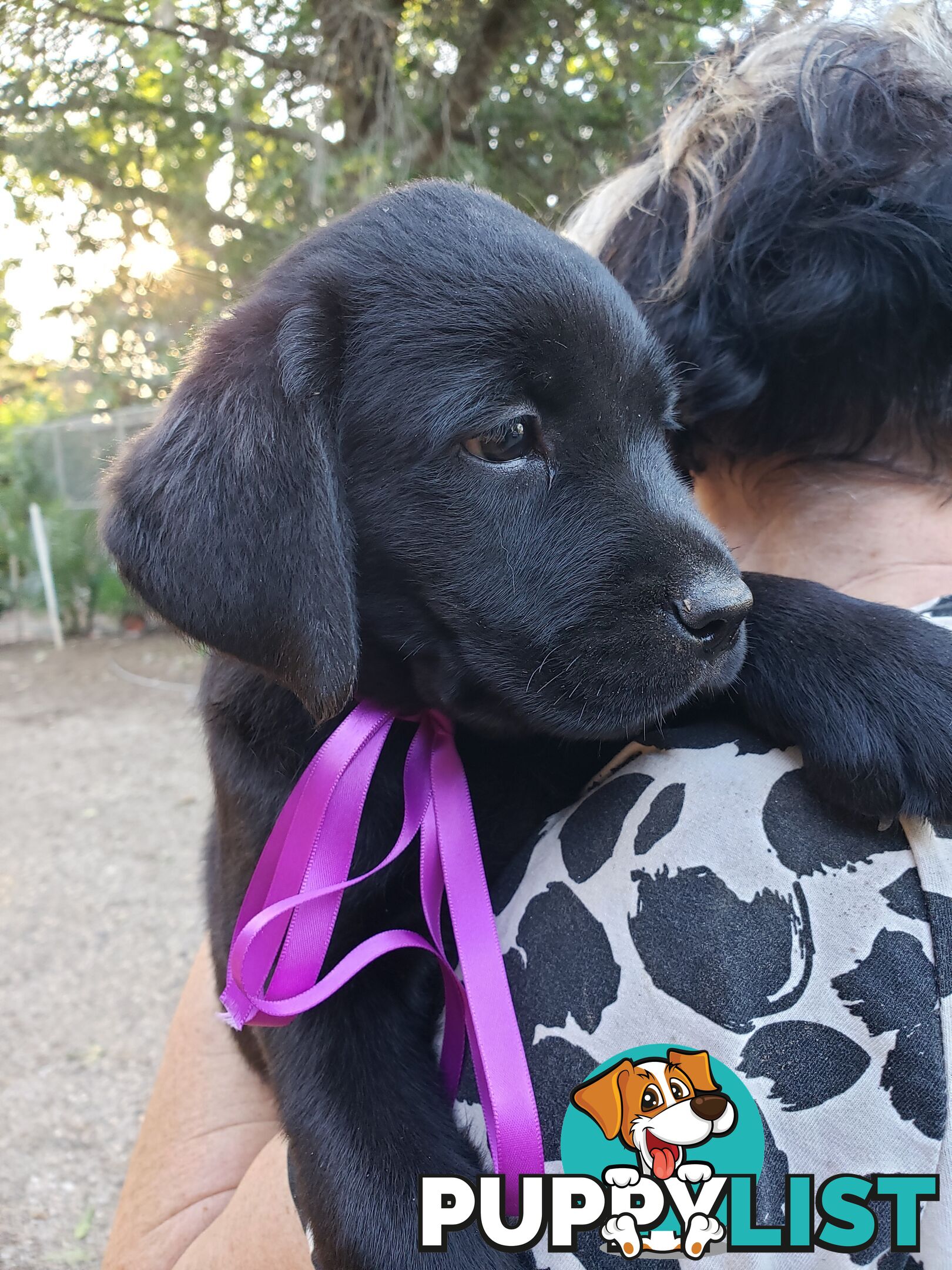 Purebred Labrador Retriever Puppies