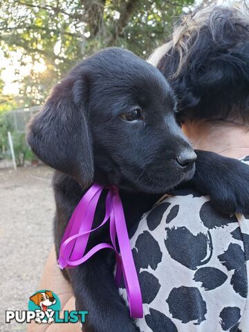 Purebred Labrador Retriever Puppies