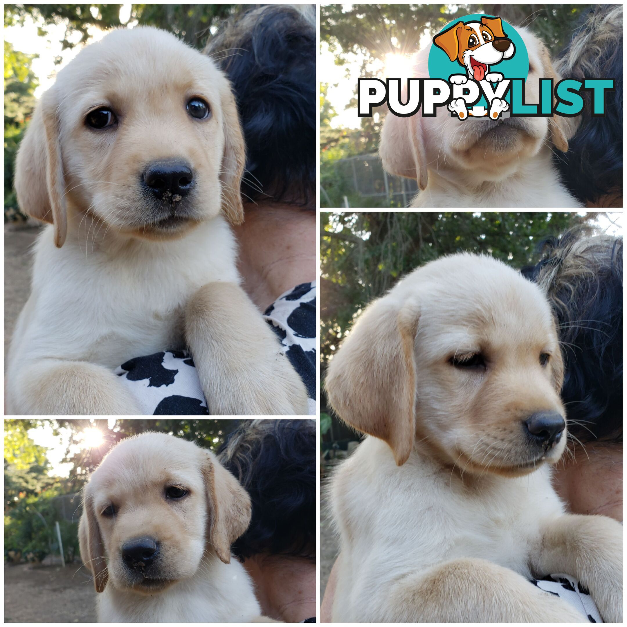 Purebred Labrador Retriever Puppies