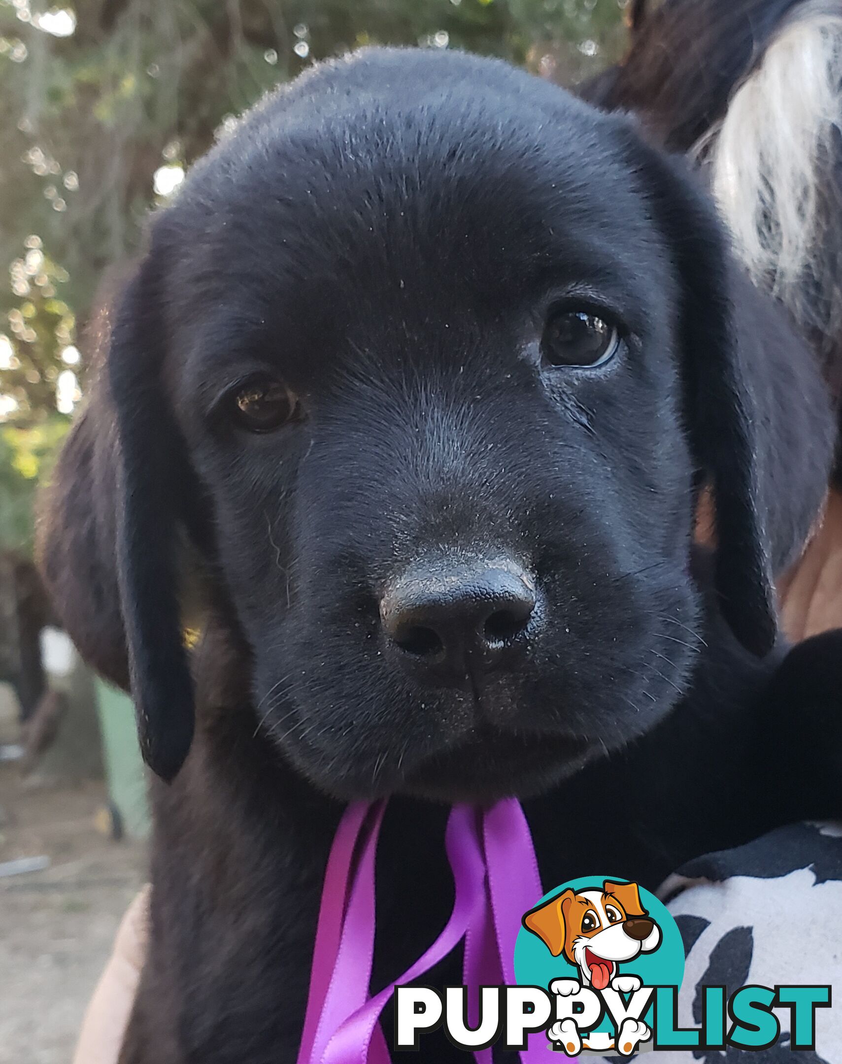 Purebred Labrador Retriever Puppies