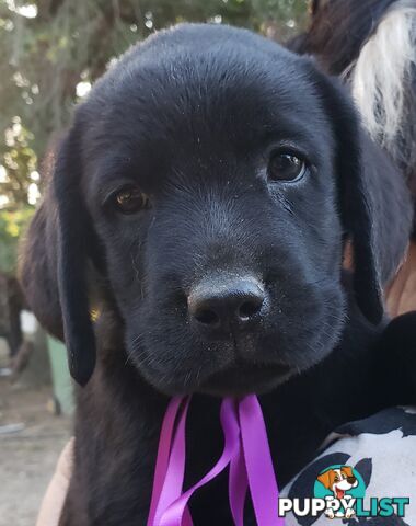 Purebred Labrador Retriever Puppies