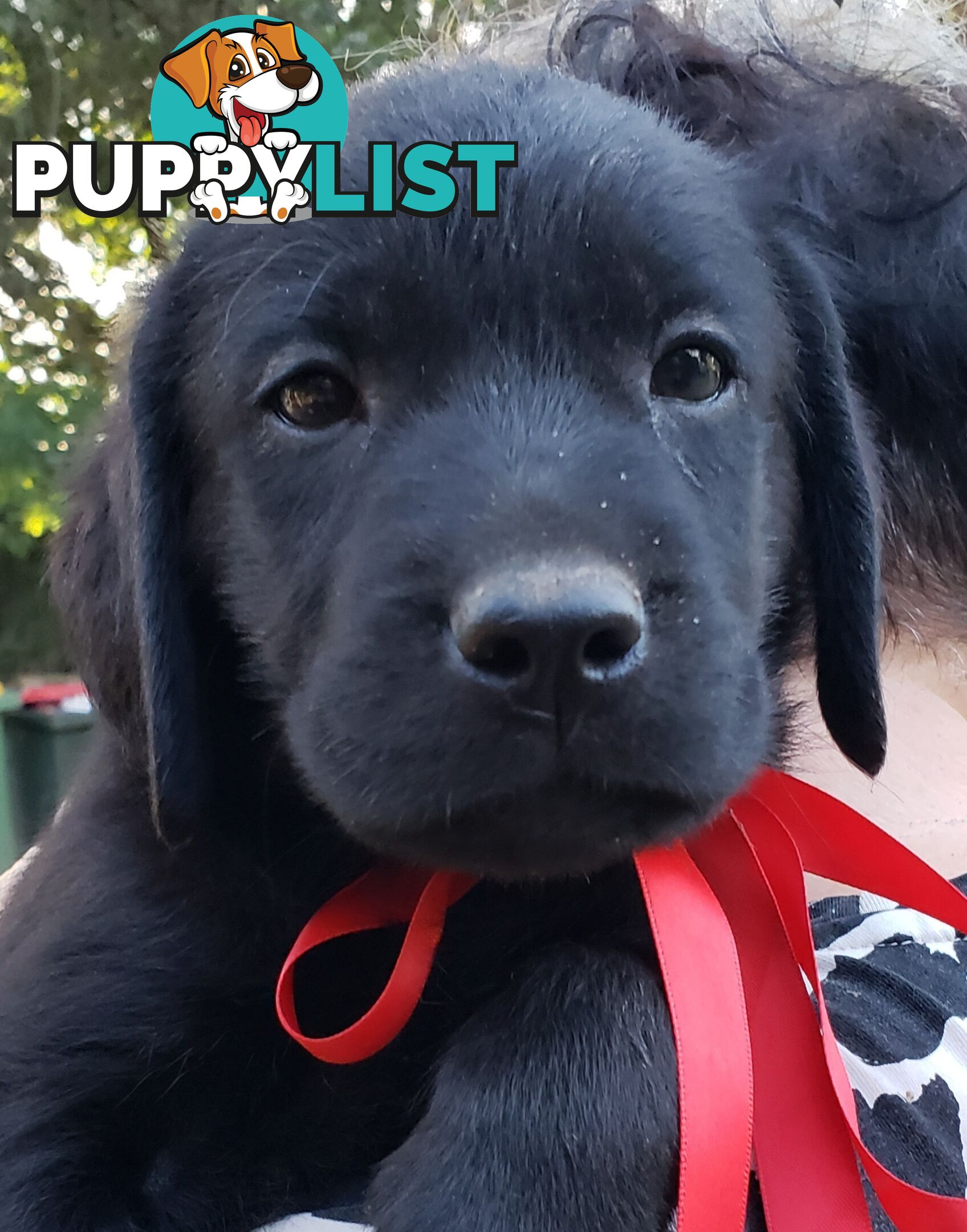 Purebred Labrador Retriever Puppies