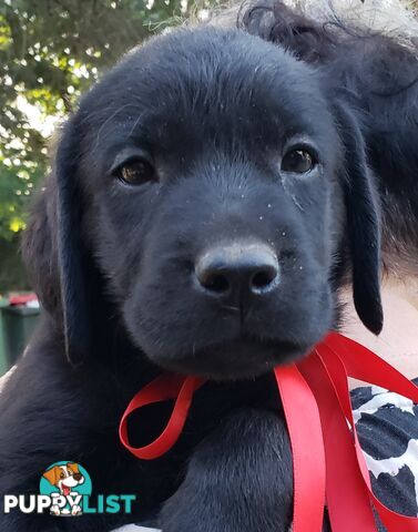 Purebred Labrador Retriever Puppies