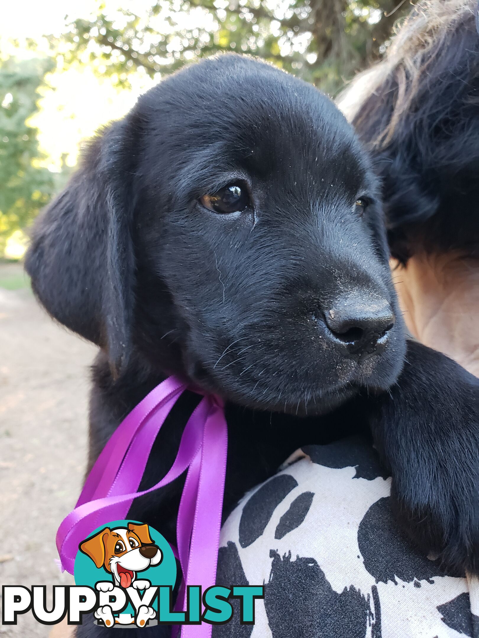 Purebred Labrador Retriever Puppies