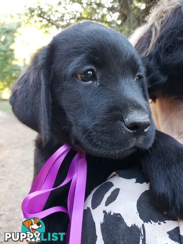 Purebred Labrador Retriever Puppies