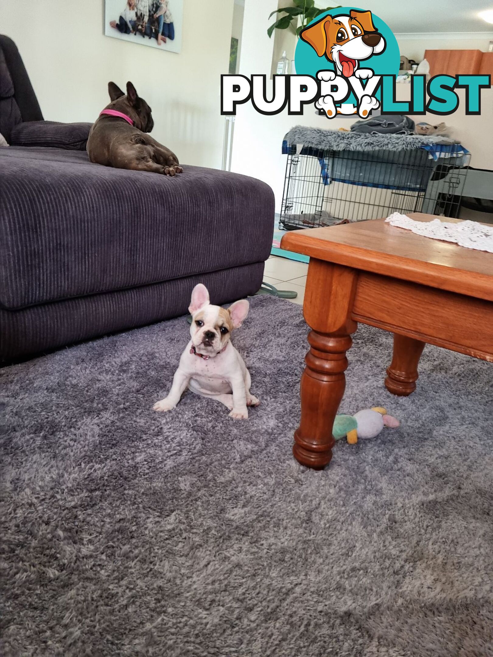 Purebred French Bulldog Pair