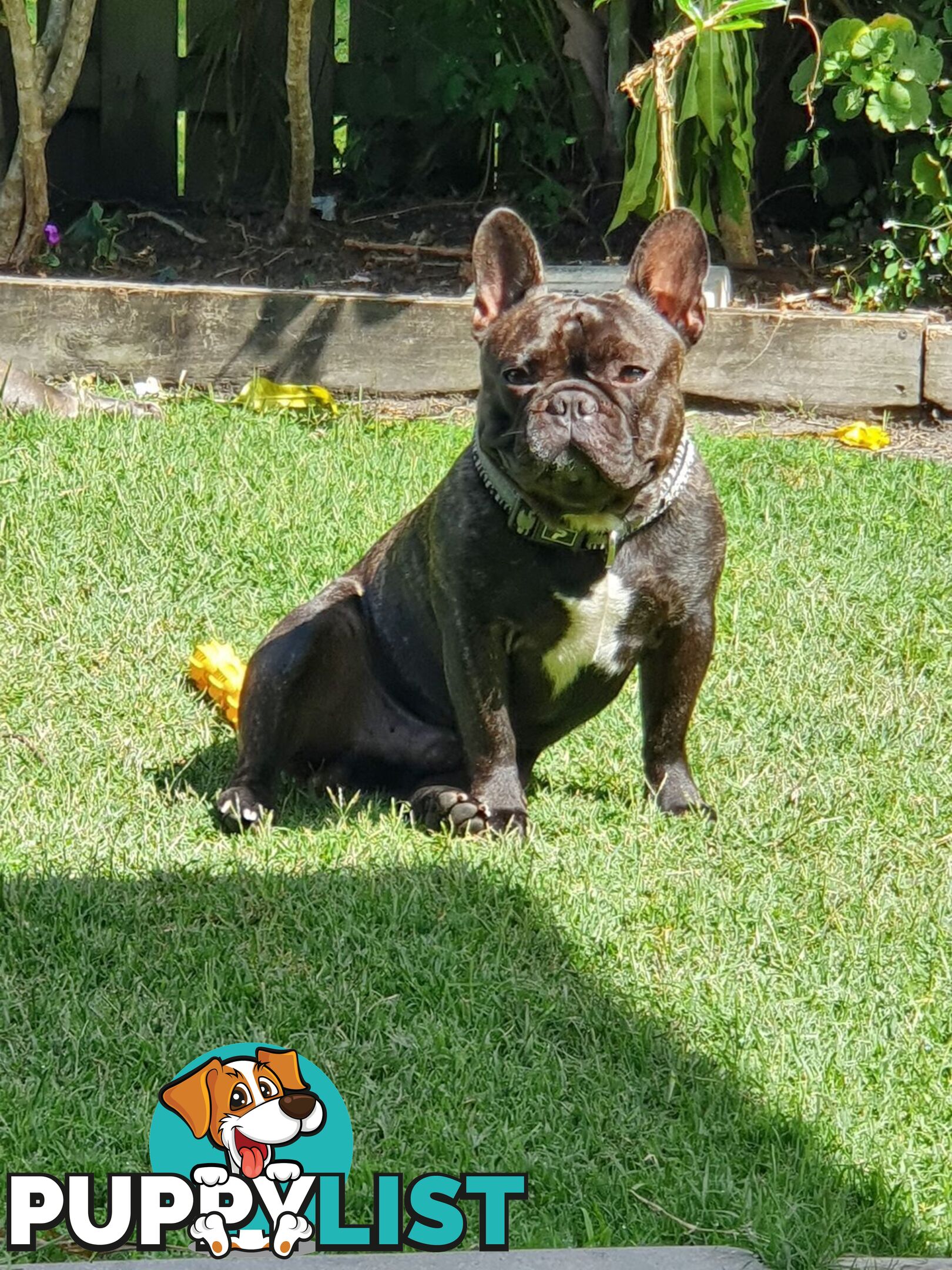 Purebred French Bulldog Pair