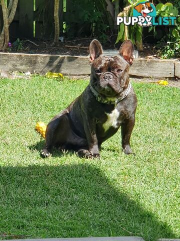 Purebred French Bulldog Pair