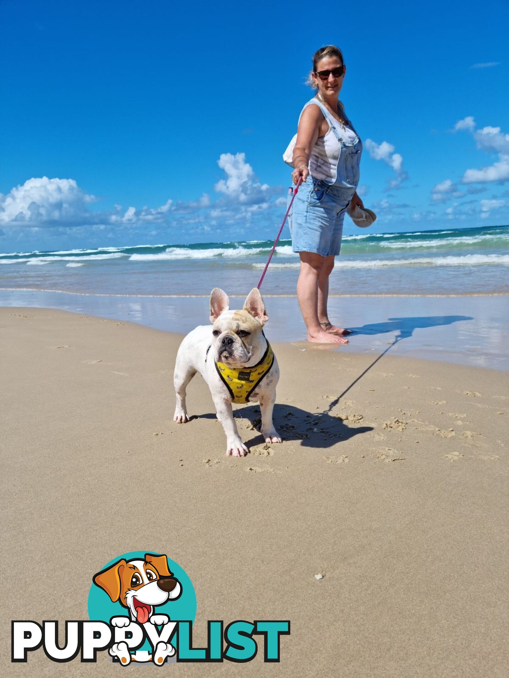 Purebred French Bulldog Pair