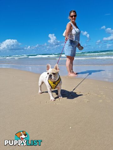 Purebred French Bulldog Pair