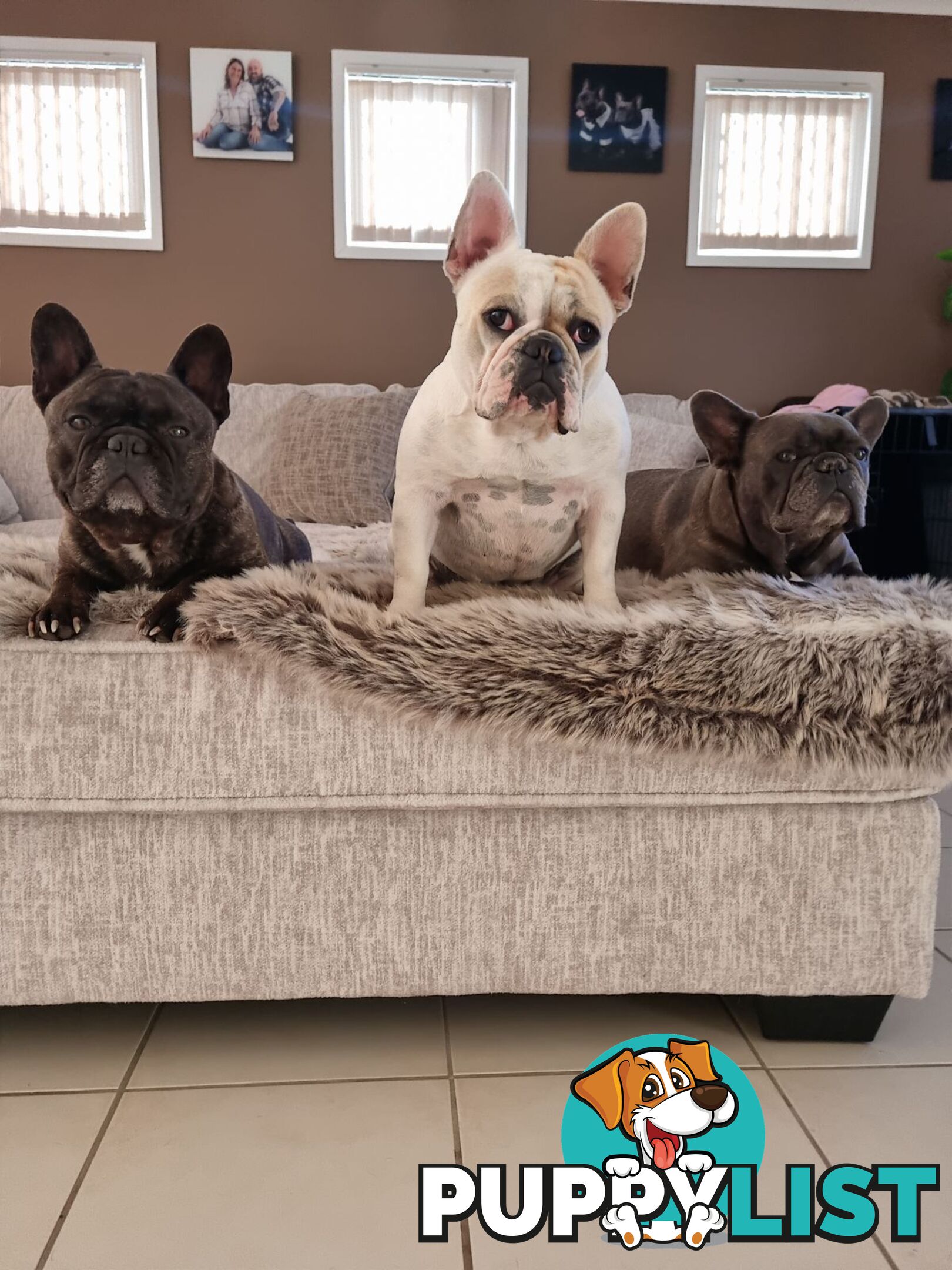 Purebred French Bulldog Pair