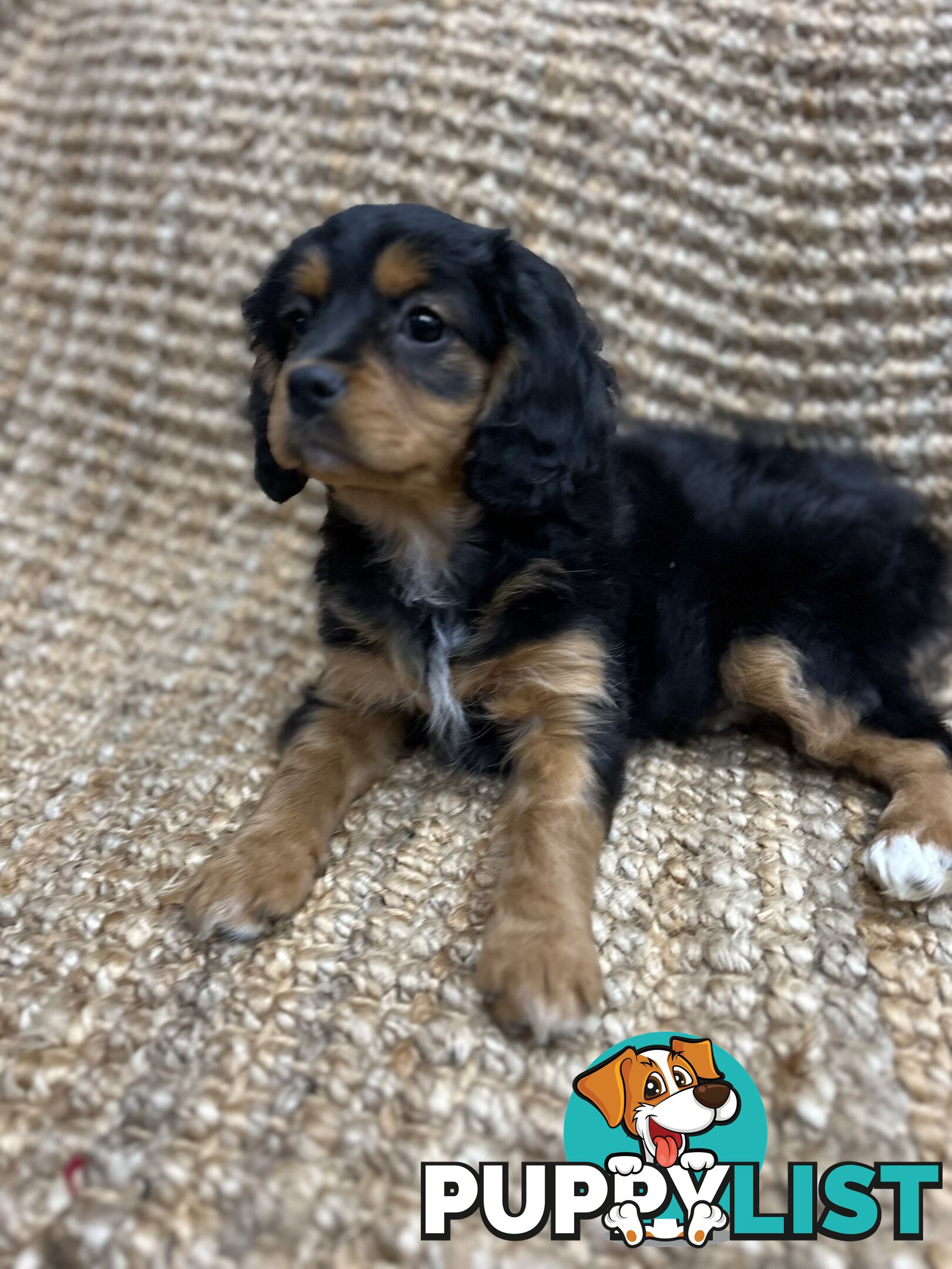 Stunning Cavoodle