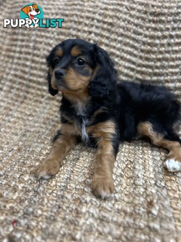 Stunning Cavoodle
