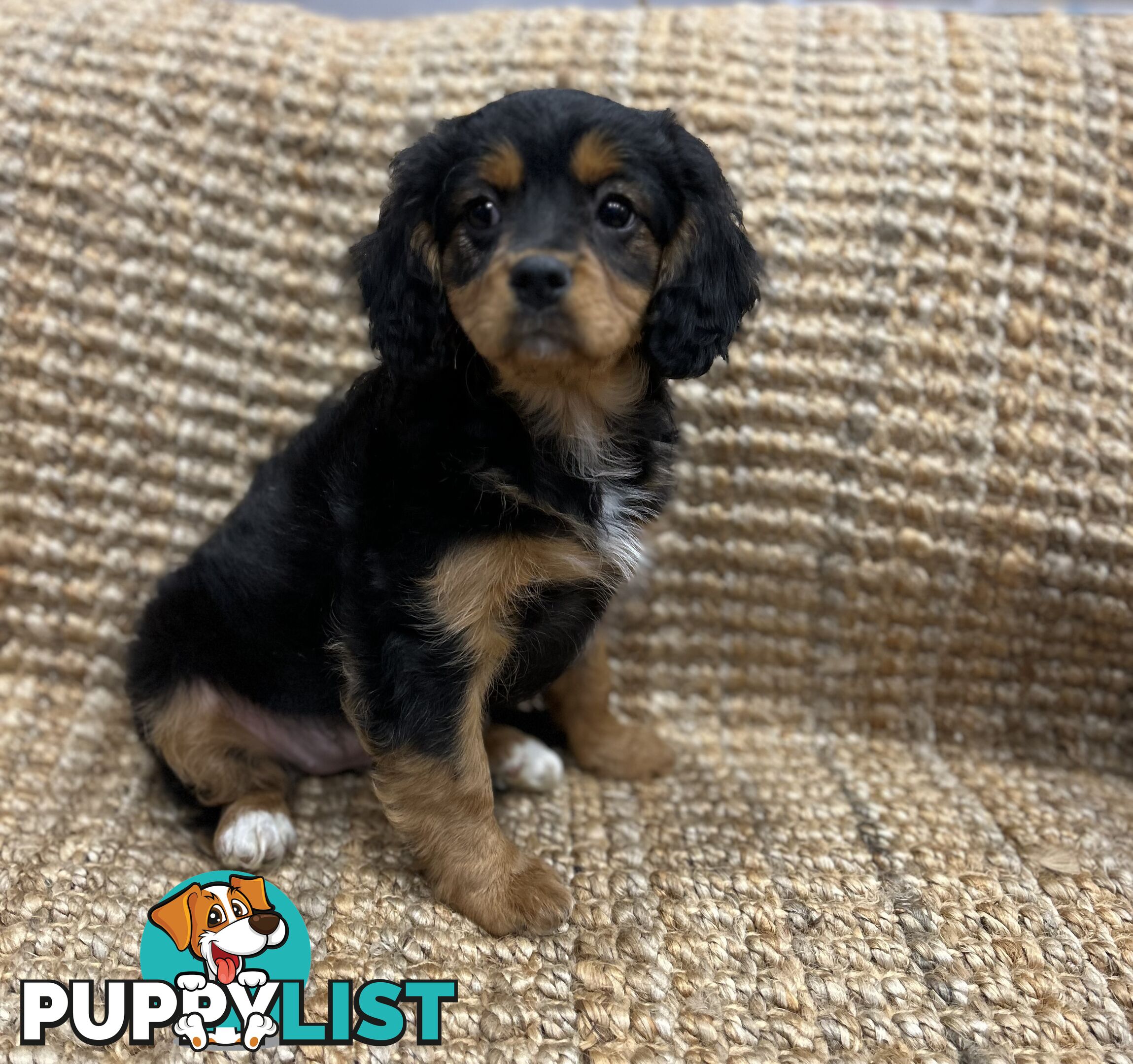 Stunning Cavoodle