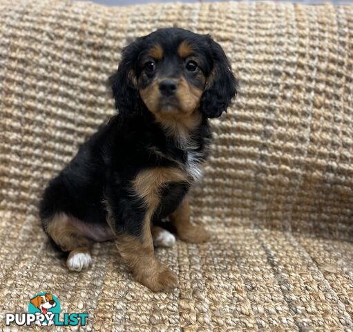 Stunning Cavoodle