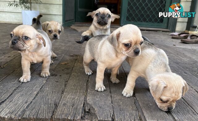 Chug Puppies