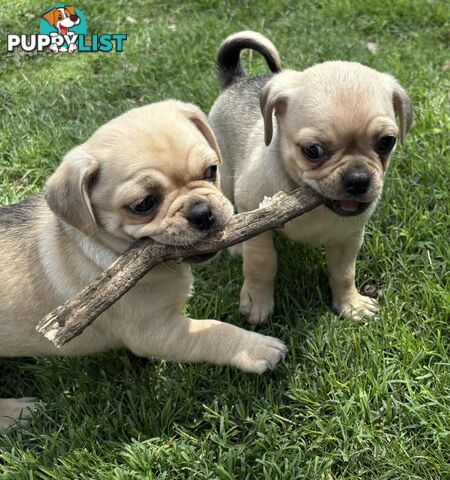 Chug Puppies