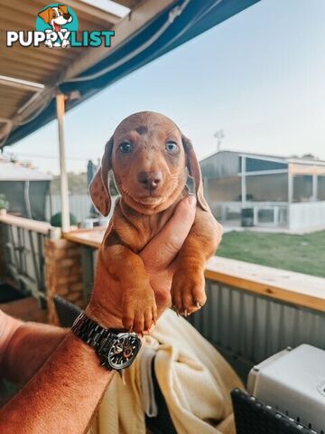 Miniature Dachshund Puppies For Sale