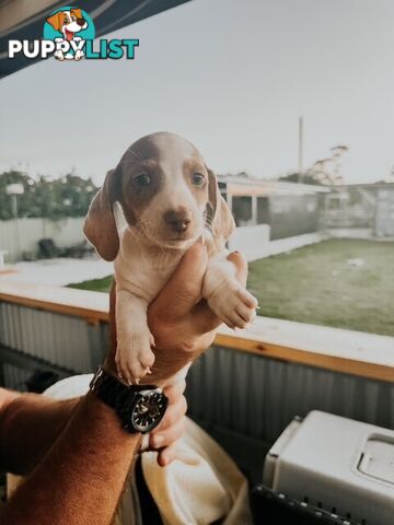 Miniature Dachshund Puppies For Sale