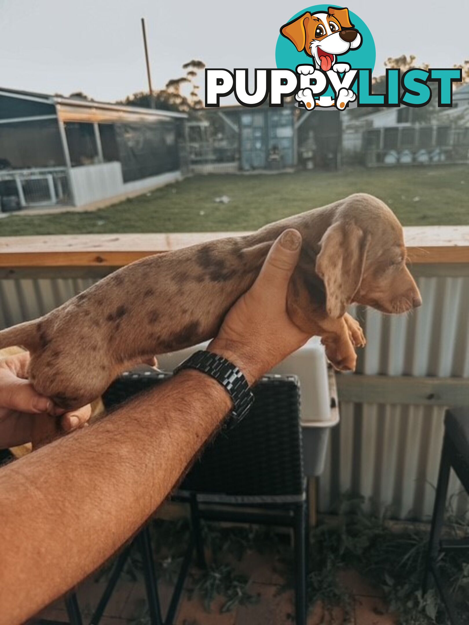 Miniature Dachshund Puppies For Sale