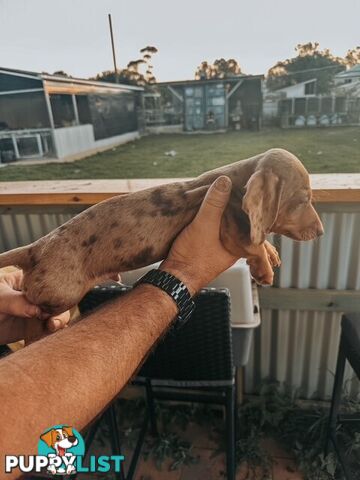 Miniature Dachshund Puppies For Sale