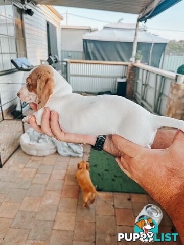 Miniature Dachshund Puppies For Sale