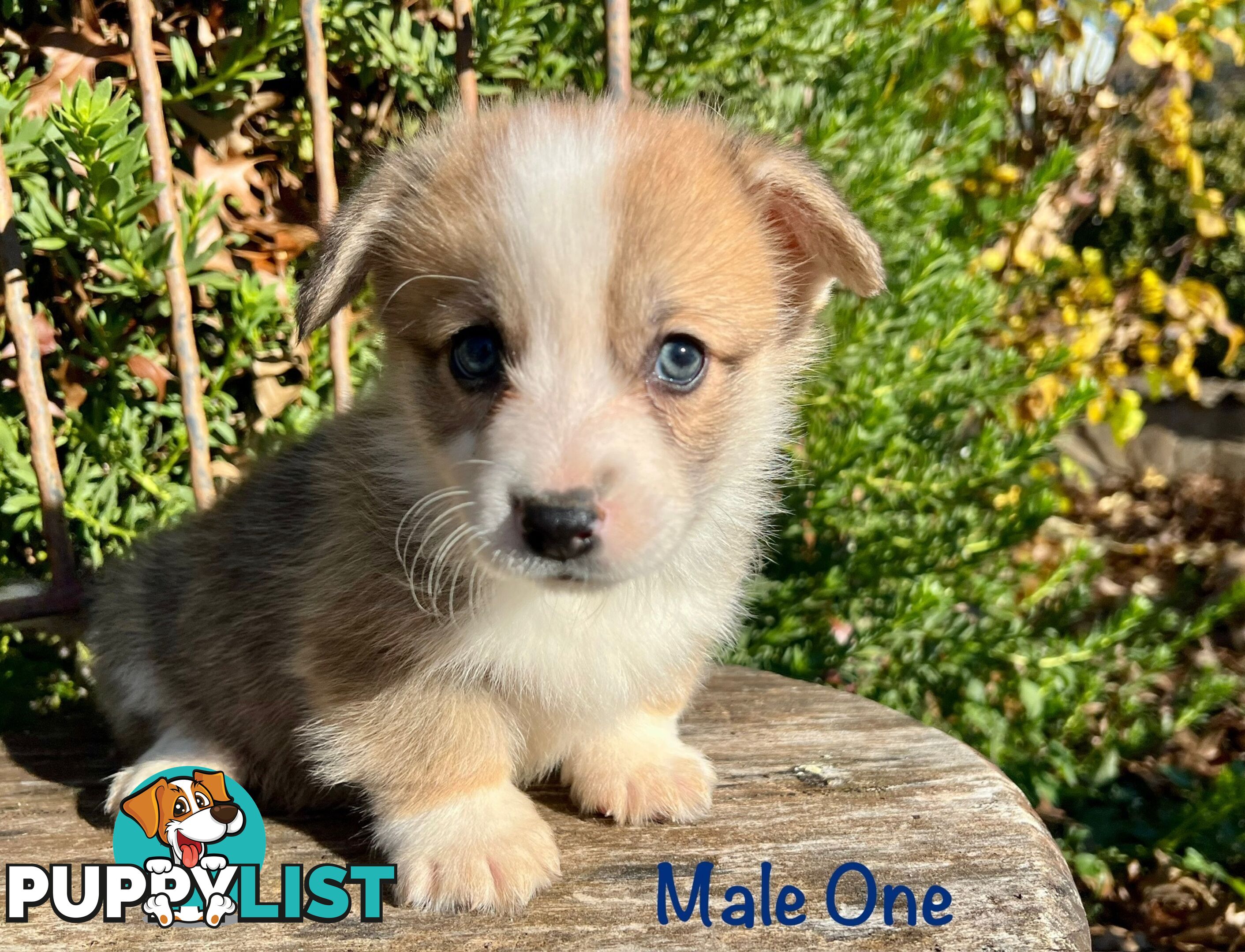 Welsh Corgi Pembroke Puppies