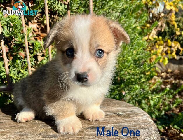 Welsh Corgi Pembroke Puppies