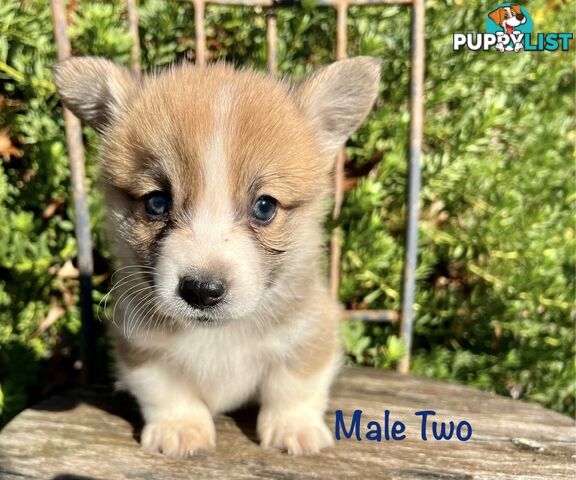 Welsh Corgi Pembroke Puppies