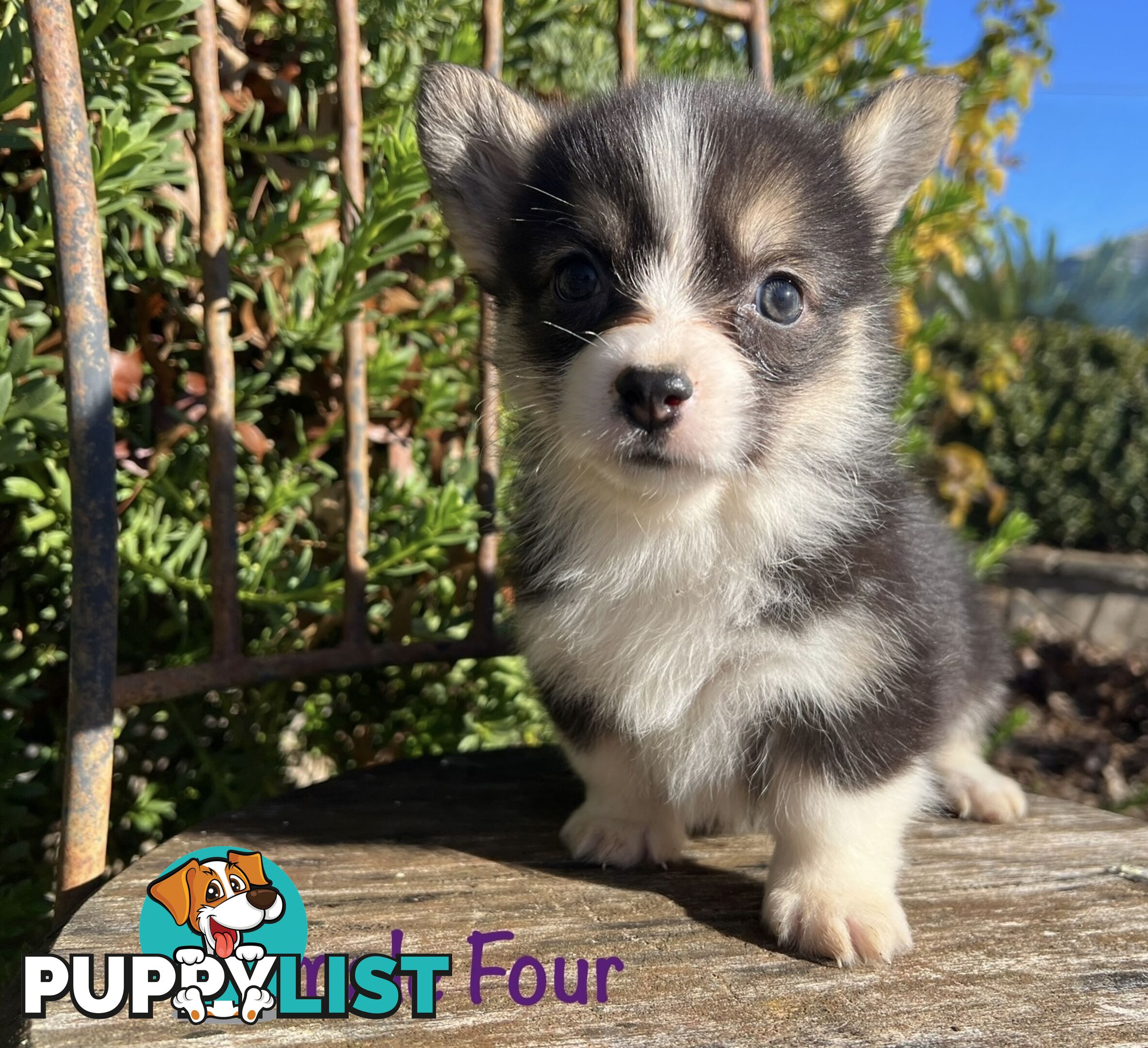 Welsh Corgi Pembroke Puppies