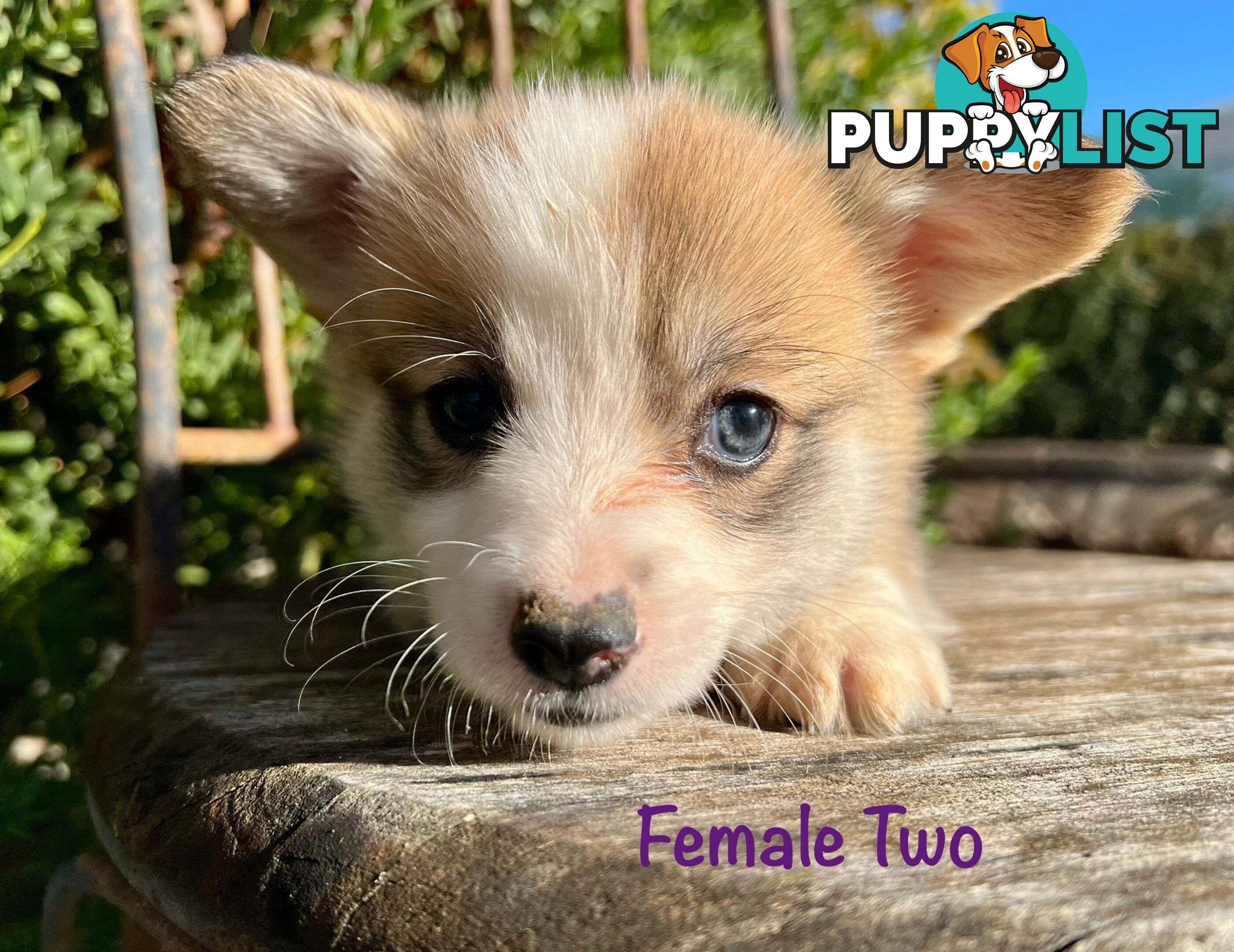 Welsh Corgi Pembroke Puppies