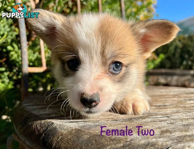 Welsh Corgi Pembroke Puppies