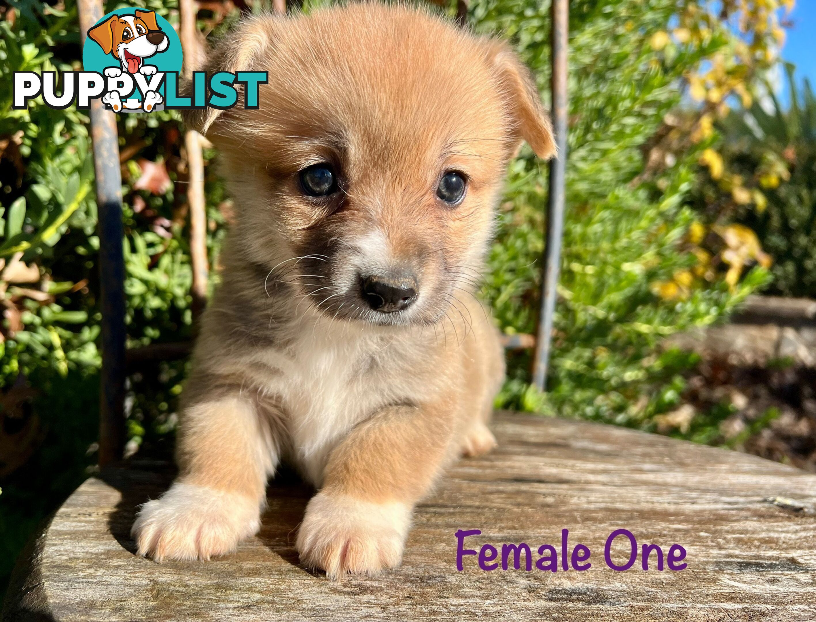 Welsh Corgi Pembroke Puppies