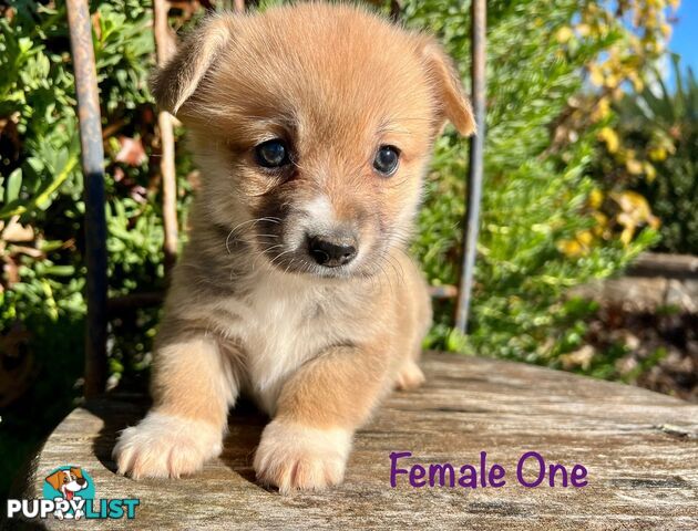 Welsh Corgi Pembroke Puppies