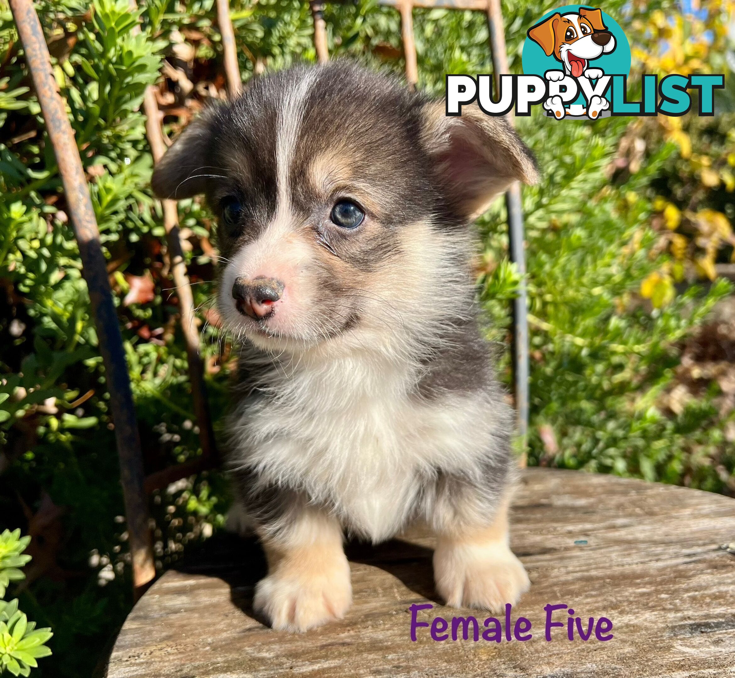 Welsh Corgi Pembroke Puppies