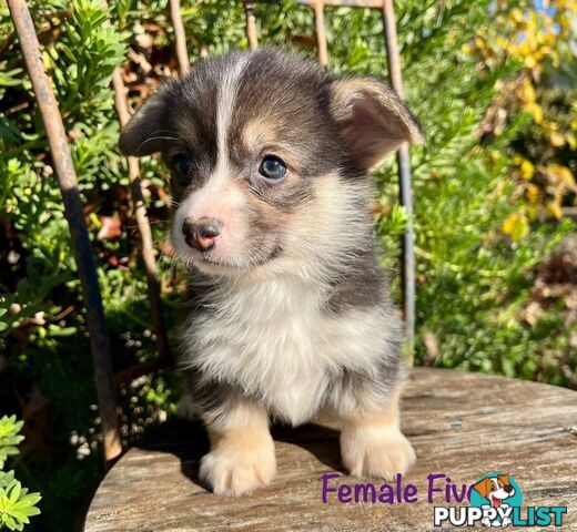 Welsh Corgi Pembroke Puppies