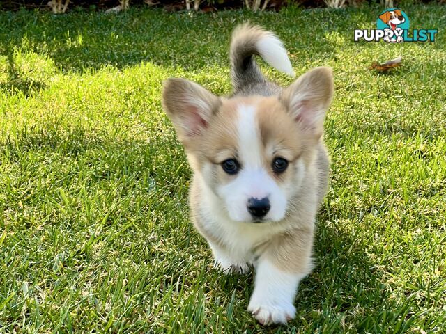Welsh Corgi Pembroke Puppies