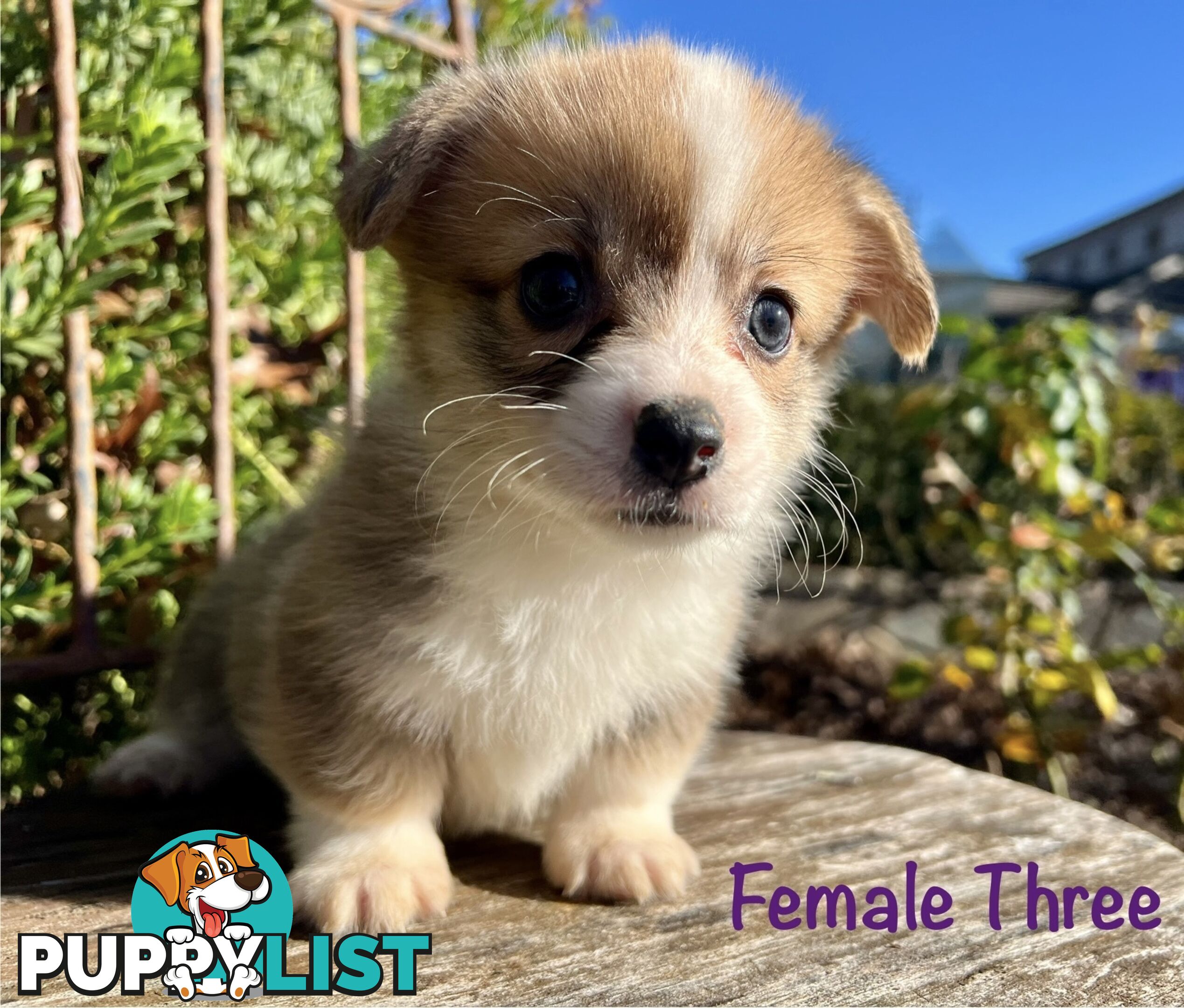 Welsh Corgi Pembroke Puppies