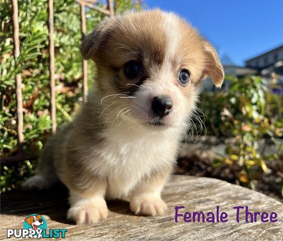 Welsh Corgi Pembroke Puppies