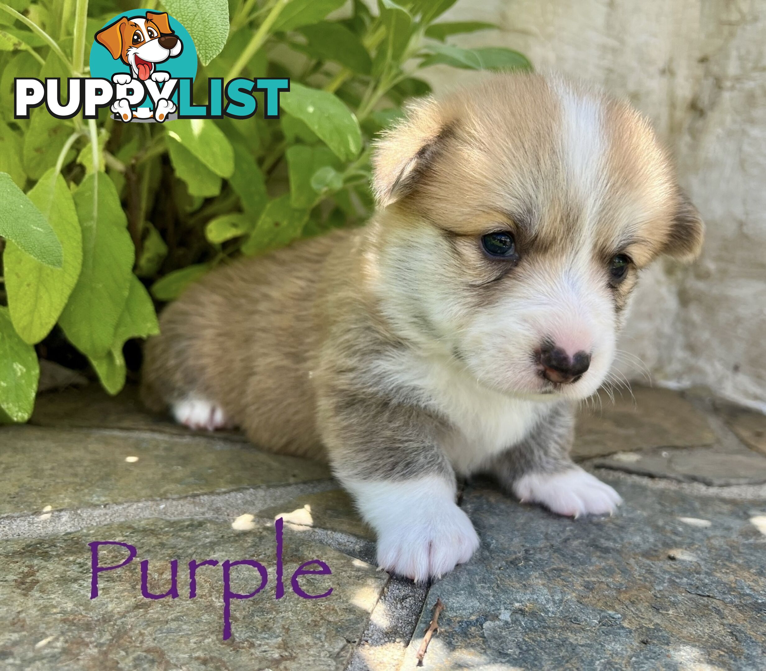 Welsh Corgi Pembroke Puppies