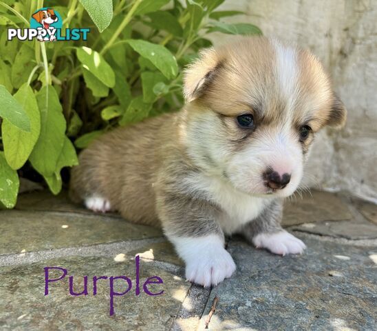 Welsh Corgi Pembroke Puppies